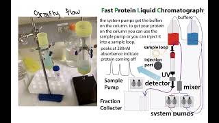 Recombinant protein expression and purification overview quick version [upl. by Arot]