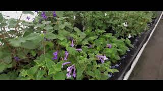 Dibleys Nurseries National Plant Collection of Streptocarpus  Lynne Dibley [upl. by Ainer]