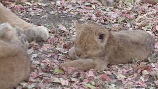 Ulusaba Lodge  Kruger Park  South Africa  Lion Pride  8 September 2023 [upl. by Aid]