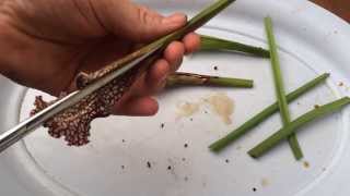 Dissecting Whats Inside the Stomach of an North American Carnivorous Plant  Must See [upl. by Ecirtnas]