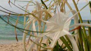 Magic mystic flower on the beach in Negril Jamaica 2010 [upl. by Darooge]