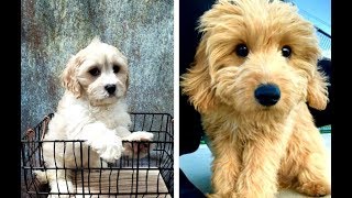 Cavachon vs Cavapoo Puppies and Full Grown Dogs  Similarities and Differences [upl. by Downall536]