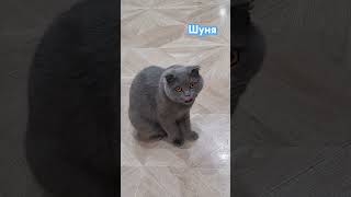 Its My Love❤️Shunyamy favorite catlive 🥰 [upl. by Allisurd]