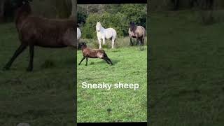 Confused BORDER COLLIE loses sheep bordercollie funnydogvideos shorts [upl. by Nivram]