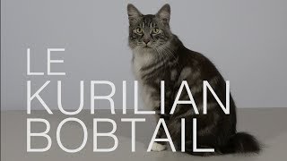 Tutocat  Le Kurilian Bobtail [upl. by Secnirp]