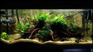 My Geophagus Tapajos tank  60 gallon [upl. by Arleen]