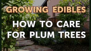 How to Care for Plum Trees [upl. by Oiliruam]