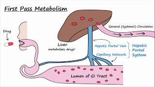 Bioavailability and First Pass Metabolism [upl. by Hite]