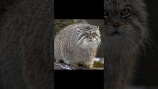 Kucing Pallas Manul shortvideo pallas [upl. by Nicola]