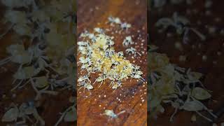 Whitefooted ghost ants feeding on food waste [upl. by Lynnelle]