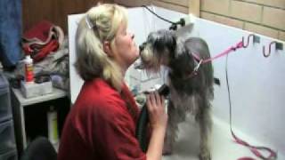 Mini Schnauzer Grooming Tips [upl. by Bentlee]