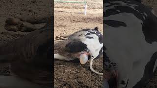 cow नमस्ते calf के delivery कॉलिंग इंडियंस [upl. by Huey]