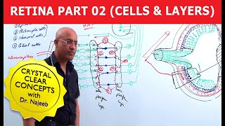 Retina  Cells and Layers  Part 2 [upl. by Sew515]