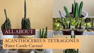 All we need to know about Acanthocereus tetragonus  Fairy Castle Cactus [upl. by Ker]