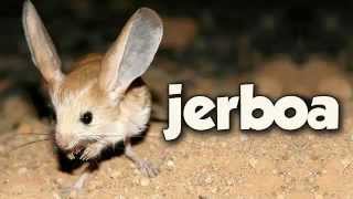 JERBOA [upl. by Iaw]