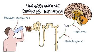 Mechanism of action of Amiloride in Lithium Induced Diabetes Insipidus [upl. by Knowlton]