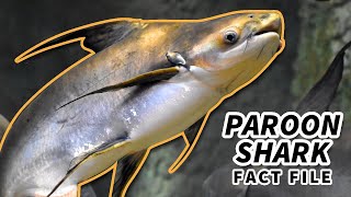 Paroon Shark Facts the GIANT Pangasius Catfish  Animal Fact Files [upl. by Herrod]