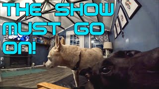 Dog boarding business on the homestead No matter what THE SHOW MUST GO ON vlog workfromhome [upl. by Benedicto914]