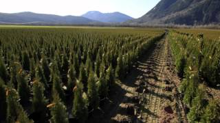 Evergreen Propagators Cedar Process [upl. by Rico30]