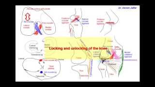 Anatomy of the knee joint simplified sketches [upl. by Iram]