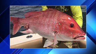 Red Snapper mini season opens [upl. by Edina]