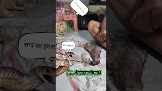 Baby Duck को मिला नया जीवनदान जिंदा साँप का हमला भगवान जी का चमत्कार  youtubeshorts birds [upl. by Chloras477]