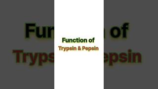 Function of trypsin amp pepsin ✨ neet neet2025 biology aiims [upl. by Uzzi679]