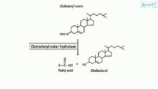 cholesteryl ester [upl. by Adelina]