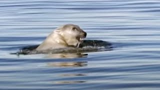 To The Arctic  Polar Bear Family Featurette [upl. by Schechter]