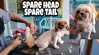 Spare Head And Tail Dog Grooming  Groomer Style [upl. by Saisoj791]