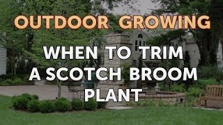 When to Trim a Scotch Broom Plant [upl. by Essilrahc]