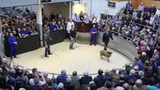 Blackhouse £90000 Lamb [upl. by Ogg]