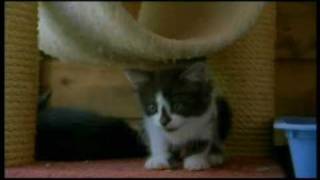 Documentario gatti  Il Mio Amico Gatto  parte 46 [upl. by Rodina]