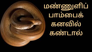 மண்ணுளிப் பாம்பைக் கனவில் கண்டால்mannuli pambai kanavil kandalsand boa in dreamAnitas clips [upl. by Nwad]