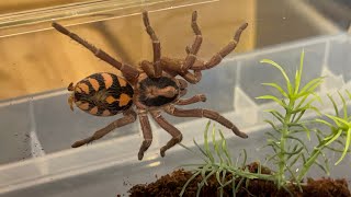 Hapalopus formosus aka the pumpkin patch tarantula rehouse [upl. by Loydie]