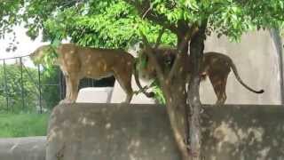 Roaring lion and lioness at Louisville Zoo [upl. by Emory]