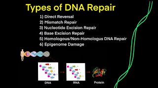 DNA Mutations amp DNA Repair EVERY TYPE OF DNA REPAIR YOU NEED TO KNOW FOR MCAT BIOLOGY GENETICS [upl. by Yhtak]