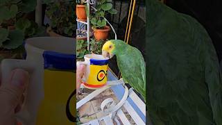 Tu Tomaste café 😂🦜 Fito se tomó el Café Shorts loro parrot animals coffee parati cafe viral [upl. by Shanly]