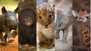 Cute Baby Animals You Should See [upl. by Akehsal870]