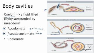 1326 Body Cavities  Acoelomates Pseudocoelomates and [upl. by Darton]