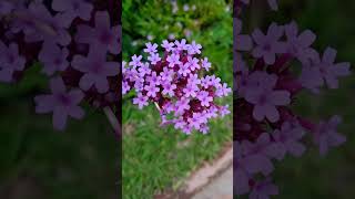 Verbena Bonariensis flowers nature flores jardin [upl. by Zenda298]