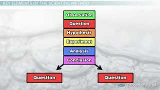 The Scientific Method Steps Terms and Examples [upl. by Correy]