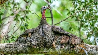 Peru Selvagem da América do Norte  Meleagris gallopavo silvestris [upl. by Nairahcaz]