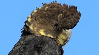 Up close with glorious Glossy BlackCockatoos – Blue Mountains [upl. by Tanya]