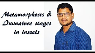 Retrogressive metamorphosis in ascidian tadpol larvae [upl. by Eyr663]