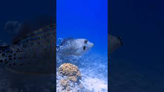 Aluterus scriptus – Расписной алутер – Scrawled filefish redsea diving viral wildlife travel [upl. by Essam]