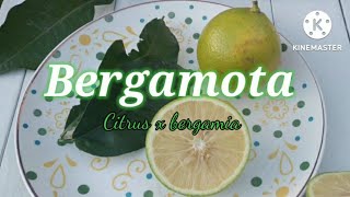 Bergamota  Citrus x bergamia Un citrico para perfume y Té earl grey [upl. by Karine]