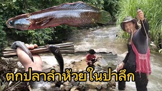 ตกปลาลำห้วยในป่าลึกน้ำแรงมาก Fishing in the creek deep in the forest [upl. by Ellives]