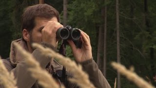 Der Natur auf der Spur  Hirschbrunft im Schönbuch [upl. by Annaek]