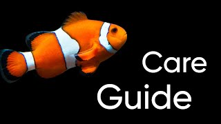 WATCH THIS Before You Get A Clownfish quotNemoquot [upl. by Venetia]